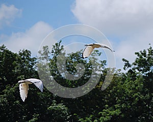 Two white birds with black outlined tip on wing span. Bird Conservatory in Newbury, England, UK